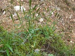 Attēlu rezultāti vaicājumam “Straminergon stramineum”