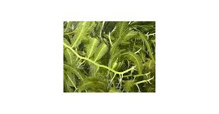 Attēlu rezultāti vaicājumam “Lycogala asperum macro”