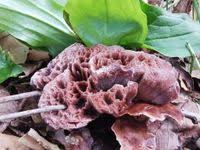 Image result for Podoscypha multizonata