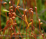 Attēlu rezultāti vaicājumam “Meesia triquetra”