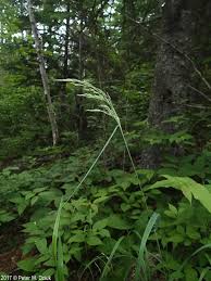 Attēlu rezultāti vaicājumam “Cinna latifolia fruit”