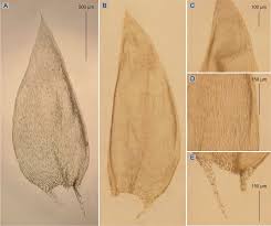 Attēlu rezultāti vaicājumam “Brachythecium salebrosum sporophyte”