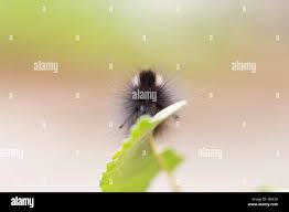 Attēlu rezultāti vaicājumam “Gynaephora selenitica larva”