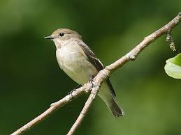 Attēlu rezultāti vaicājumam “Ficedula hypoleuca”