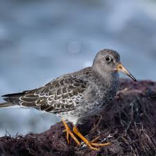 Attēlu rezultāti vaicājumam “Calidris maritima adult”