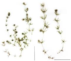 Attēlu rezultāti vaicājumam “Chara globularis”