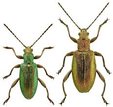 Attēlu rezultāti vaicājumam “Donacia”