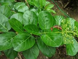 Attēlu rezultāti vaicājumam “Celastrus flagellaris”