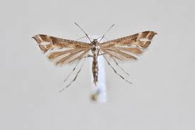 Attēlu rezultāti vaicājumam “Platyptilia tesseradactyla”