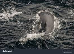 Image result for Balaenoptera borealis