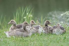 Attēlu rezultāti vaicājumam “Anser anser juvenile”