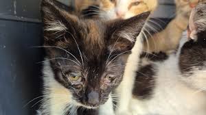 Afbeeldingsresultaat voor katten