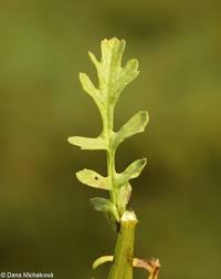Attēlu rezultāti vaicājumam “Jacobaea vulgaris leaf”