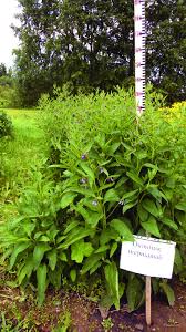 Attēlu rezultāti vaicājumam “Symphytum asperum”