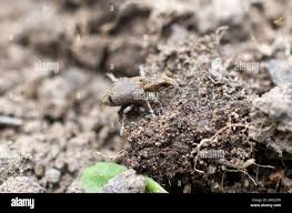 Attēlu rezultāti vaicājumam “Sitona sp.”