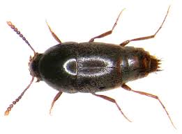 Attēlu rezultāti vaicājumam “Sepedophilus sp.”