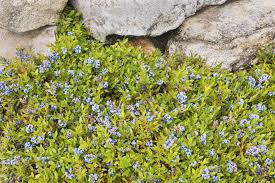 Attēlu rezultāti vaicājumam “Vaccinium angustifolium”