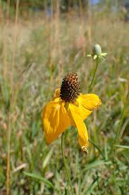 Image result for Ratibida columnifera
