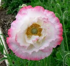 Image result for Papaver rhoeas 'Shirley'