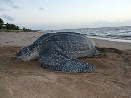 Image result for Dermochelys coriacea