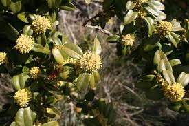 Attēlu rezultāti vaicājumam “Buxus sempervirens flower”