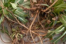 Attēlu rezultāti vaicājumam “Oenothera biennis bud”