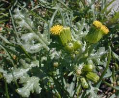 Attēlu rezultāti vaicājumam “Senecio viscosus flower”