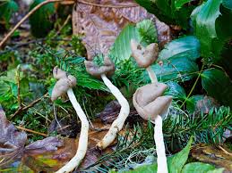 Attēlu rezultāti vaicājumam “Helvella elastica”