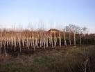 Tree Nursery at Three Nuns, Mirfield, Yorkshire - via Daymix