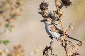 Attēlu rezultāti vaicājumam “Lanius collurio female”