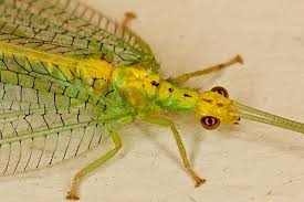 Attēlu rezultāti vaicājumam “Neuroptera”