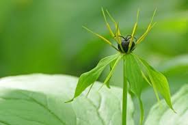 Attēlu rezultāti vaicājumam “Paris quadrifolia flower”