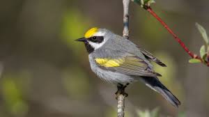 Image result for Vermivora chrysoptera