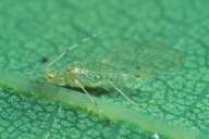 Attēlu rezultāti vaicājumam “Pemphigus borealis”