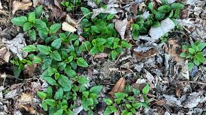 Attēlu rezultāti vaicājumam “Prunella vulgaris leaf”
