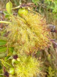 Attēlu rezultāti vaicājumam “Diplolepis rosae”