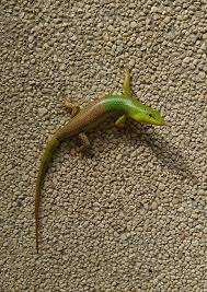 Risultati immagini per dasia smaragdina