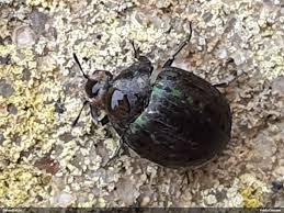 Attēlu rezultāti vaicājumam “Cytilus sericeus”