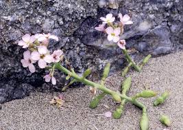 Attēlu rezultāti vaicājumam “Cakile maritima subsp. baltica leaf”