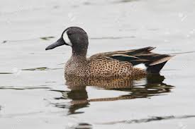 Image result for Anas discors