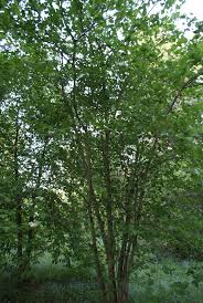 Attēlu rezultāti vaicājumam “Crataegus submollis”