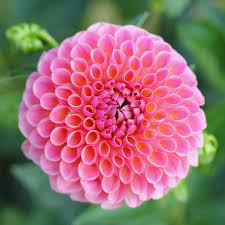 Image result for life flower