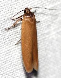 Attēlu rezultāti vaicājumam “Morophaga choragella”