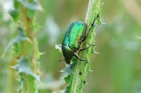 Attēlu rezultāti vaicājumam “Cetonia aurata imago”