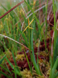 Attēlu rezultāti vaicājumam “Carex pauciflora”