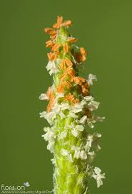 Attēlu rezultāti vaicājumam “Alopecurus aequalis flower”