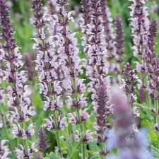 Image result for Salvia nemorosa