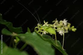 Attēlu rezultāti vaicājumam “Phaneroptera falcata”