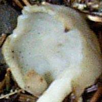 Attēlu rezultāti vaicājumam “Helvella elastica”