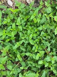 Attēlu rezultāti vaicājumam “Prunella vulgaris leaf”